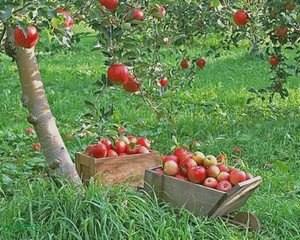7 фруктовых деревьев, которые можно посадить в саду () 7 фруктовых деревьев, которые можно посадить в саду