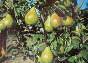 7 фруктовых деревьев, которые можно посадить в саду () 7 фруктовых деревьев, которые можно посадить в саду