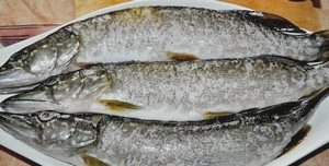 Как приготовить нежные котлеты из щуки: вкусные рецепты () Как приготовить нежные котлеты из щуки: вкусные рецепты