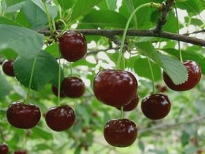 7 фруктовых деревьев, которые можно посадить в саду () 7 фруктовых деревьев, которые можно посадить в саду