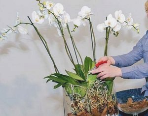 Что выбрать: орхидею или альстромерию () Что выбрать: орхидею или альстромерию