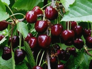 7 фруктовых деревьев, которые можно посадить в саду () 7 фруктовых деревьев, которые можно посадить в саду