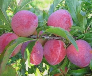 7 фруктовых деревьев, которые можно посадить в саду () 7 фруктовых деревьев, которые можно посадить в саду