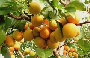 7 фруктовых деревьев, которые можно посадить в саду () 7 фруктовых деревьев, которые можно посадить в саду