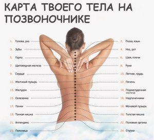Виды массажа и их описание + видео-инструкция по проведению () Виды массажа и их описание + видео-инструкция по проведению