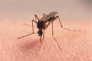Электронный отпугиватель комаров и особенности его использования () Электронный отпугиватель комаров и особенности его использования