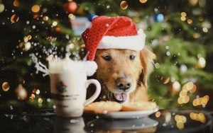 Что приготовить на Новый год 2018 () Что приготовить на Новый год 2018