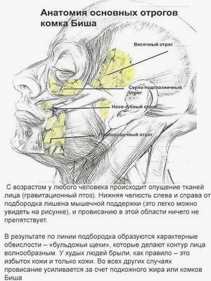 Брыли на лице: как убрать в домашних условиях () Брыли на лице: как убрать в домашних условиях